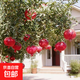 石榴樹(shù)苗突尼斯軟籽特大石榴大紅袍蒙陽(yáng)紅南北方種植石榴果樹(shù)苗木 石榴3年苗【優(yōu)質(zhì)苗】