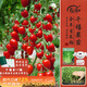 壽禾千禧種子苗圣女果番茄生菜籽菜苗 千禧苗12棵+生菜籽源頭直發(fā)包郵