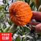 南瓜柑橘子樹(shù)苗瓜瓜柑橘苗新品種果樹(shù)苗柑橘果樹(shù)苗 3年苗