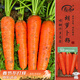 壽禾 胡蘿卜種子苗三紅心七寸參冬春蔬菜籽 三紅胡蘿卜種子20g約1萬(wàn)粒