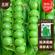 北蔬 甜豌豆種子苗甜脆青豌豆大莢蔬菜種籽 長(cháng)壽甜豌豆種子25g約95粒