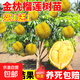 金枕榴蓮樹(shù)果苗南北方種植貓山王耐寒嫁接盆栽地栽廣西正宗果樹(shù)苗 金枕榴蓮6年苗1棵+貓山王榴蓮6年苗1棵