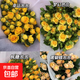 多頭玫瑰鮮花鮮花云南基地直發(fā)鮮花水養家用速遞包郵女神節 隨機多頭單色5支