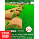 免修剪草皮真草坪帶泥土別墅庭院綠化專(zhuān)用草坪果嶺草草馬尼拉 四季青草皮【帶土5平方】 10cm以下