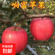 新品種 響富蘋(píng)果樹(shù)苗 響富蘋(píng)果苗耐寒 南方北方種植盆栽地栽 5年苗買(mǎi)1棵送1棵 結果多多