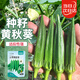 菜禾地 黃秋葵種子苗羊角豆春季不易老家庭種植蔬菜種籽 黃秋葵種子30粒