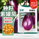 北蔬 茄子種子特大罐茄紫黑牛心茄盆栽菜種籽 卓脆紫罐茄種子約200粒
