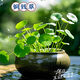 耘淘銅錢(qián)草水培植物水養草籽花卉室內盆栽金錢(qián)草四季好養活花種子籽孑 銅錢(qián)草種子5包約500粒 原裝
