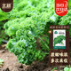 北蔬 羽衣甘藍種子食用沙拉菜四季盆栽蔬菜籽 綠羽衣甘藍種子約1000粒