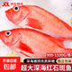 深海紅石斑魚(yú)特大海捕鮮活冷凍整條富貴魚(yú)紅魚(yú)大眼魚(yú)魚(yú)類(lèi)海鮮水產(chǎn) 特大2斤/條*2條
