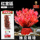 瘋狂水草賽級紅宮廷 水生水草植物直接入缸凈化水質(zhì)魚(yú)缸造景源頭直發(fā)包郵
