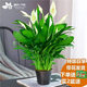 傣花白掌一帆風(fēng)順盆栽水培植物綠蘿籮花卉室內(nèi)花綠植紅掌發(fā)財(cái)樹吸甲醛 【爆盆推薦】特級(jí)帶花白掌8-10株+原盆+營(yíng)養(yǎng)液【 含盆