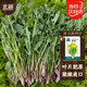 北蔬 蒲公英種子食用野菜野生婆婆丁四季蔬菜種籽 蒲公英種子約3000粒