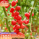 壽禾 正宗千禧圣女果種子山東壽光番茄籽多汁甜爽冬春季播種蔬菜籽 千禧圣女果種子 20粒