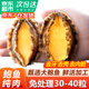 彈指鮮生新鮮熟凍大鮑魚(yú)三去免處理鮮活冷凍貝類(lèi)去內臟年貨節送禮 【鮑魚(yú)肉大號】500g約30-40只