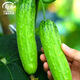 壽禾黃瓜種子秋季旱黃瓜秧苗青冬四季水果大刺綠心皮新品種農科院蔬菜 甜香脆黃瓜種子 5gx2袋