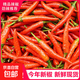 小米辣椒新鮮批發(fā)小米椒朝天椒特辣超辣薄皮土紅辣椒指天椒 500g(新鮮采摘爆辣)