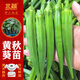 北蔬黃秋葵苗帶土蔬菜苗脆嫩耐熱春季種植 黃秋葵苗6棵源頭直發(fā)包郵