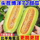 山東頭茬博洋72號甜瓜新鮮水果現摘羊角蜜應季蜜汁脆瓜香瓜 5斤裝凈重4.5-4.7斤【單果200g以上】 產(chǎn)區直發(fā)|博洋72號