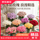 京東鮮花精品無(wú)土栽培年宵花新年花玫瑰隨機色10支裝45 -50CM-源頭直發(fā)