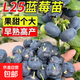 藍莓樹(shù)果苗L25藍莓苗盆栽地栽F6南方北方種植特大果樹(shù)苗四季結果 L25  6年苗【原土發(fā)貨 當年結果】
