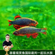 云峰海瑞 小型熱帶魚(yú)觀(guān)賞魚(yú)活體紅綠燈魚(yú)淡水水族魚(yú)寵物虎(四間魚(yú))皮魚(yú) 火翅金鉆5條
