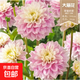 大麗花重瓣巨型花四季種球地瓜花種子球根花卉庭院種植花盆栽植物 A20【甜蜜的愛(ài)】