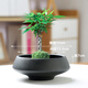 盆生花道苔蘚球花盆米竹水培植物托盤(pán)米竹菖蒲盆景蕨類(lèi)專(zhuān)用盆微桌面器皿 大號禪意黑紗盆 無(wú)規格