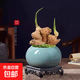 祿根盆栽帶芽靈草好養不當生姜苗種植植物辦公室內桌面小綠植盆景 【帶盆栽好】?根+冰裂陶瓷盆+方塑托