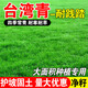 水潤雨花臺灣2號草坪種子 結縷草種子 矮生四季青 草籽 臺灣青草種草 臺灣2號1斤