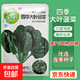 【虧本沖量】四季大葉菠菜種子秋冬耐寒耐抽薹四季蔬菜種子大全 四季大葉菠菜（1包約900粒）