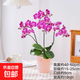 年宵花春節蝴蝶蘭組合盆栽綠植擺件室內裝飾年貨過(guò)年花卉鮮花植物 玫紅色系蝴蝶蘭【2花劍 帶花苞】+陶瓷花盆