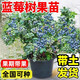 致薈樹(shù)藍莓樹(shù)苗f6藍莓苗當年結果特大號綠寶石陽(yáng)臺種植盆栽大果藍莓果苗 藍莓【6年苗-2顆裝】當年結果