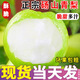 同甘園梨子碭山青皮皇冠梨青梨水果安徽梨子新鮮青皮梨當季甜脆多汁梨子 整箱9-10斤單果250g起凈重8.5斤