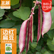 北蔬 扁豆種子種苗紅嫩紫邊刀豆眉豆四季架豆角菜籽 邊紅扁豆種子10g