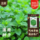 北蔬 薄荷種子可食用驅蚊四季種植陽(yáng)臺盆栽蔬菜籽 香薄荷種子約一千粒