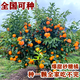 爾瀾80-90cm高砂糖橘樹(shù)苗橘桔苗沙糖桔樹(shù)水果樹(shù)苗露天種植源頭直發(fā)