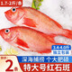 朵芙 海參斑魚(yú) 多規格 紅魚(yú)凈重 紅石斑魚(yú)大眼魚(yú)富貴魚(yú)深海魚(yú)生鮮魚(yú)類(lèi) 【嘗鮮-特大】2斤凈重*2條