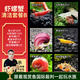 云峰海瑞黑殼蝦清潔蝦觀(guān)賞蝦活體淡水 魚(yú)缸水族箱水草缸清潔除藻淡水寵物 蝦螺蟹清潔套餐B