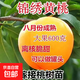 嫁接錦繡黃金桃果樹(shù)苗隔年結果桃樹(shù)盆栽地栽南方北方四季種植桃樹(shù) 新錦繡黃桃十年苗【2顆】當年結果爆滿(mǎn)