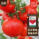 北蔬 西紅柿種子苗老品種大紅果番茄盆栽?xún)?yōu)質(zhì)品種 靚紅番茄種子100粒