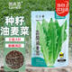 菜禾地 油麥菜種子苗四季易種植速生青菜蔬菜種籽 香甜油麥菜種子2000粒
