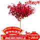 萌肉居紅楓樹(shù)苗紅楓苗盆景盆栽庭院綠化苗木行道樹(shù)/小苗約1CM粗源頭直發(fā)