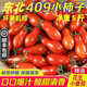 正宗丹東409柿子現摘小番茄5斤堿地花生小柿子孕婦新鮮水果順豐3A 3斤【帶箱普快】
