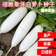 耘淘象牙白蘿卜種子老品種秋季白蘿卜盆栽菜園蘿卜籽大白蘿卜蔬菜種子 象牙白蘿卜種子2包約800粒 原裝