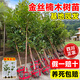 靜黛軒正宗四川金絲楠木樹(shù)苗小葉帶土老樁庭院名貴耐寒風(fēng)景大樹(shù)四季種植 【新手推薦】金絲楠木（高50-70cm）帶土帶葉