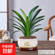 君子蘭盆栽四季常青植物室內辦公室豪華好養客廳喬遷綠植蘭花苗 3年大苗君子蘭+招財進(jìn)寶(豎紋)陶瓷盆