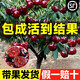 靜黛軒車(chē)厘子樹(shù)苗嫁接大櫻桃果樹(shù)苗南方北方四季種植庭院別墅水果樹(shù)苗 智利【2cm粗/高80-100cm】
