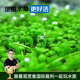 云峰海瑞 魚(yú)缸造景真活體水草草坪水草種子魚(yú)缸草缸造景水族箱裝飾前景 日本矮珍珠盒（長(cháng)方盒）1盒
