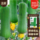 北蔬 絲瓜種子苗短胖肉絲瓜早中熟盆栽庭院四季蔬菜籽 肉絲瓜種子15粒